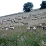 0508F 13 Weser-Leine